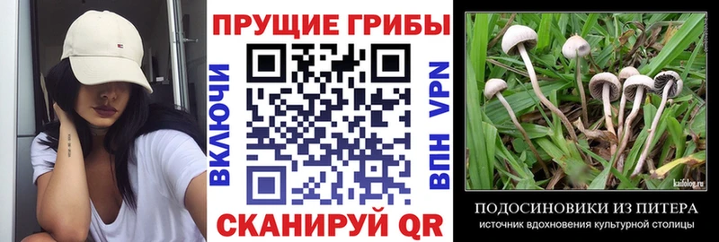 Галлюциногенные грибы Psilocybine cubensis  что такое наркотик  Подпорожье 